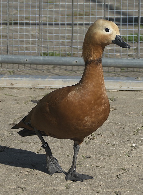 弱侧肋